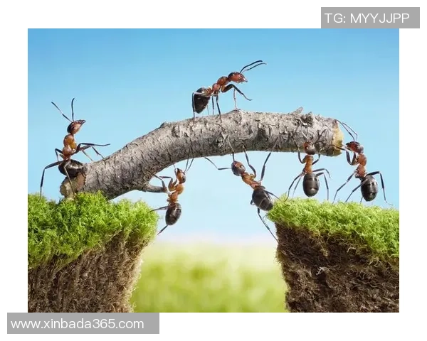 深圳乒乓球队逆袭之路：创新战术与团队精神的完美结合